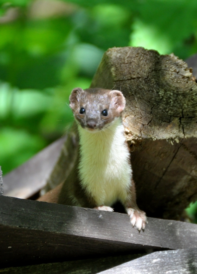 Lasica myšožravá (Mustela nivalis)