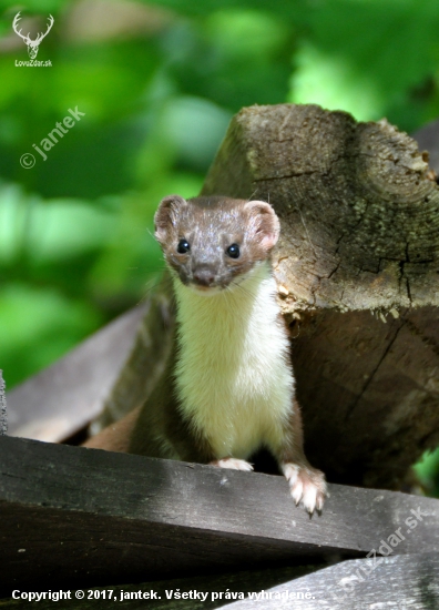 Lasica myšožravá (Mustela nivalis)