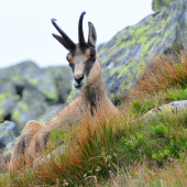 Kamzík vrchovský tatranský