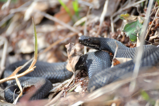Vretenica severná -Vipera berus morpha prester
