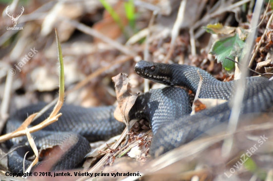 Vretenica severná -Vipera berus morpha prester