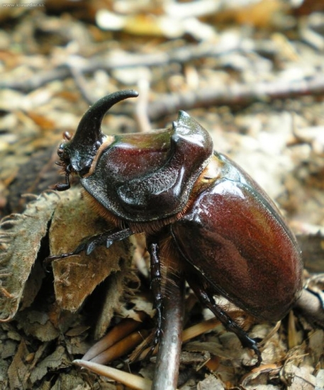 Nosorožtek obyčajný