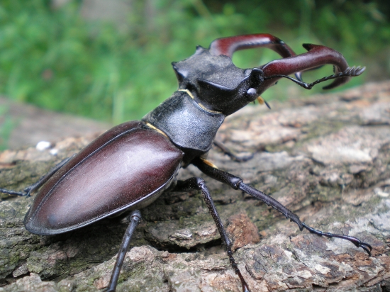 Roháč obyčajný - Lucanus cervus