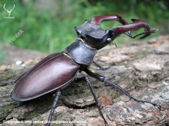 Roháč obyčajný - Lucanus cervus