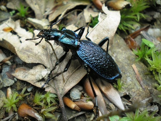 Bystruška vráskavá - Carabus intricatus