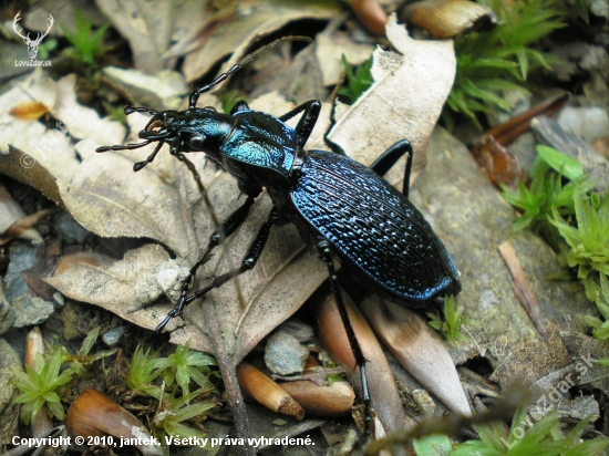 Bystruška vráskavá - Carabus intricatus