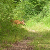 stretnutie pri zbere bylín