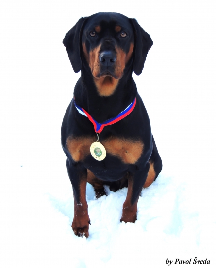 Nitra Duo CACIB 2015