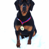 Nitra Duo CACIB 2015