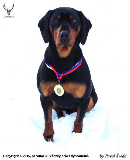 Nitra Duo CACIB 2015