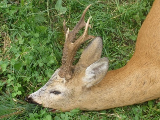 Bratrův nejsilnější