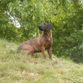 hanoveracka