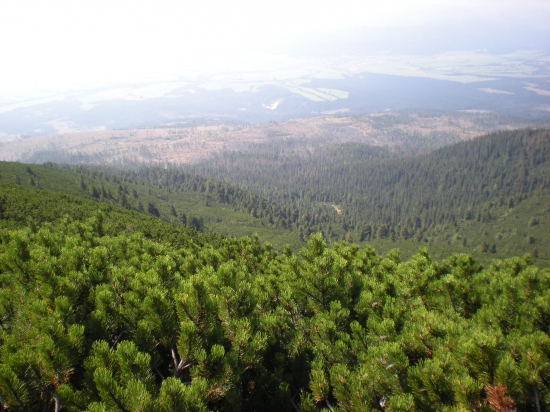 Kalamita pod Tatrami
