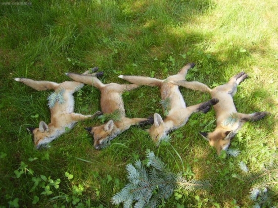 4 líščata za 10 minút