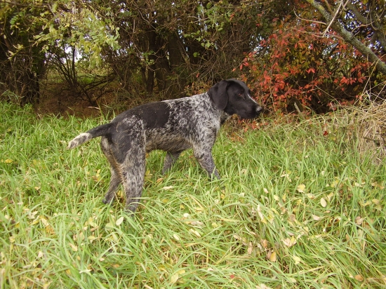 Rita-vystavuje zajaca