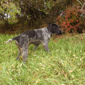 Rita-vystavuje zajaca