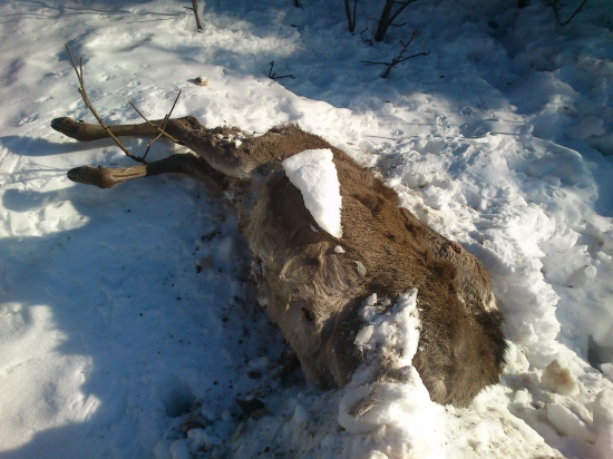 teliatko sa neubránilo tuhej zime