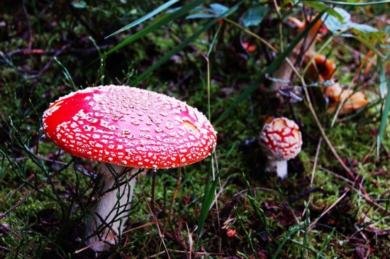 Muchotrávka červená