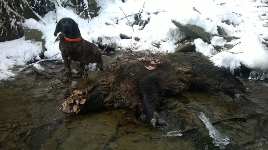 Juna zo Starej Hajnice