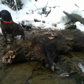 Juna zo Starej Hajnice