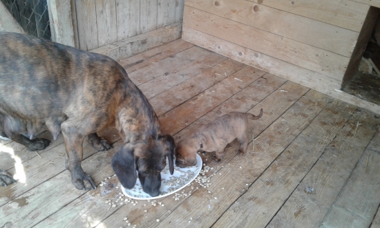 Ja ti pomozem mami...