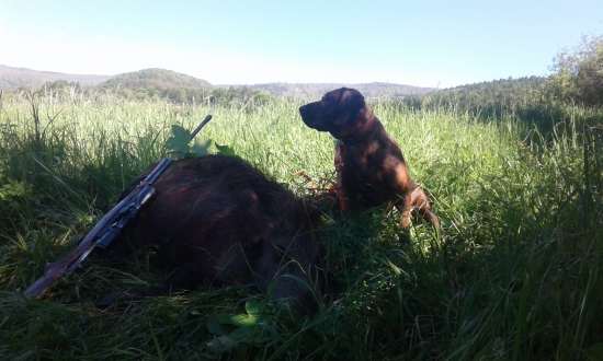 Lanstiacik dohladany...