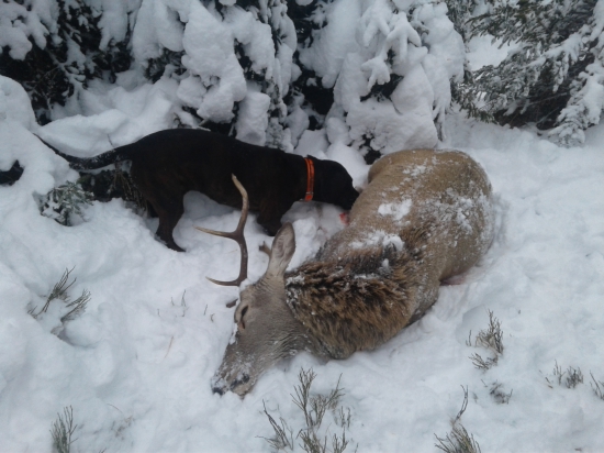 Dnešná naháňačka...