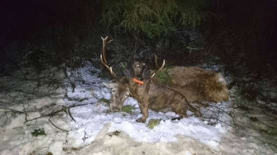 Aj žena patrí do lesa...