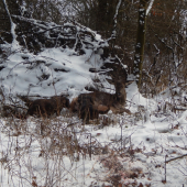 Toto uz skoncime my...