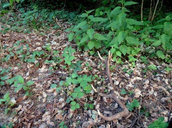 stacilo ist doplnit solisko:-)