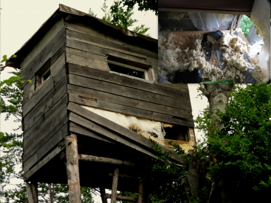 Ked medved dostal chut na kukuricu..