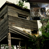 Ked medved dostal chut na kukuricu..