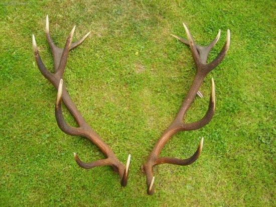 jelen1..po dvoch rokoch..