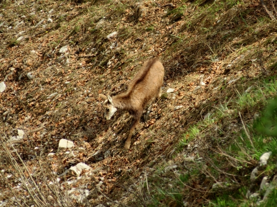 capko