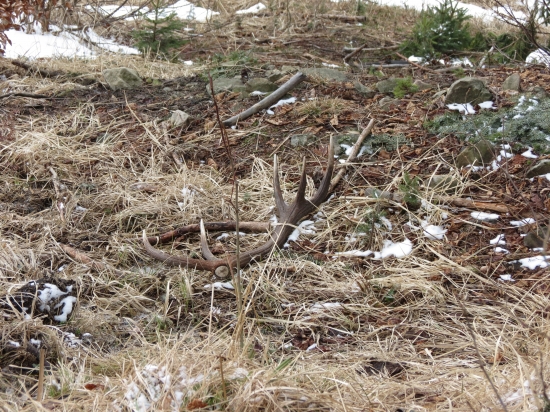 ..nieco za nieco..:-)