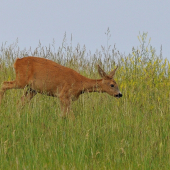 uz to klopka na pupok...