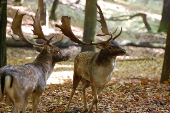 posledny pohlad na supera