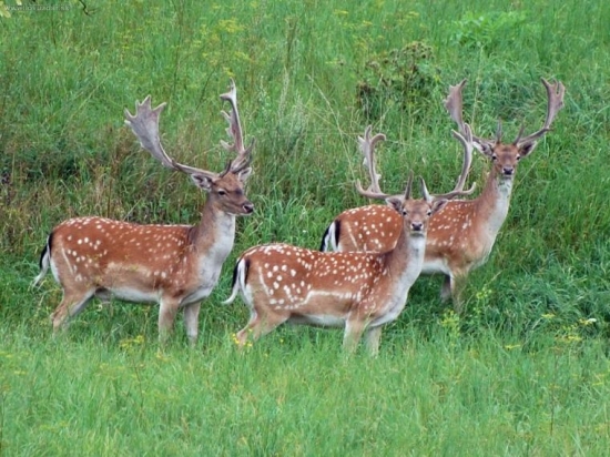 19707