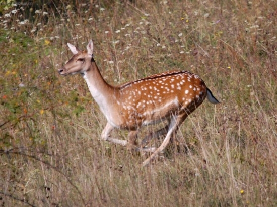 na uteku