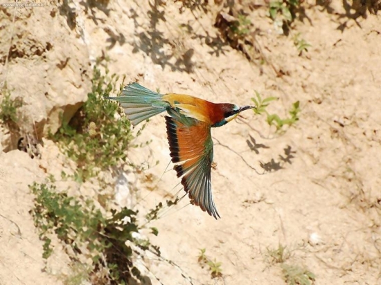 vcelarik