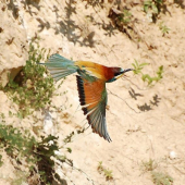 vcelarik