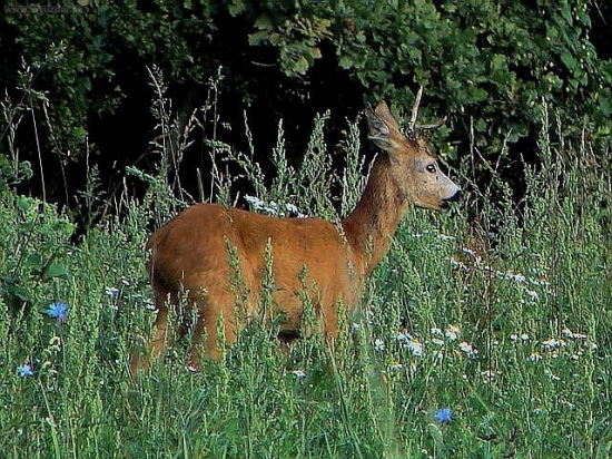 srncek