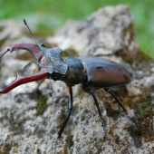 rohacik-parohacik