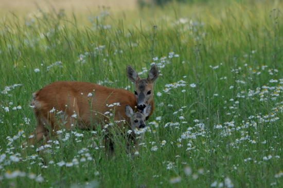 pohladenie mojej duse