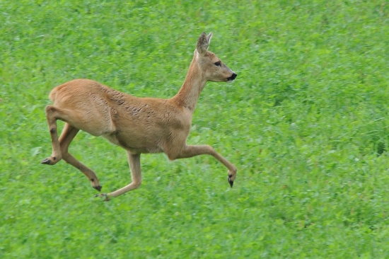 klusacka