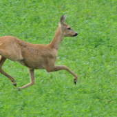 klusacka