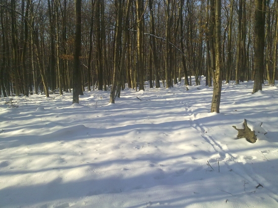 dnešná prechádzka-prvý pohľad