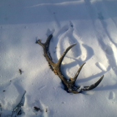 už vonku z pod snehu