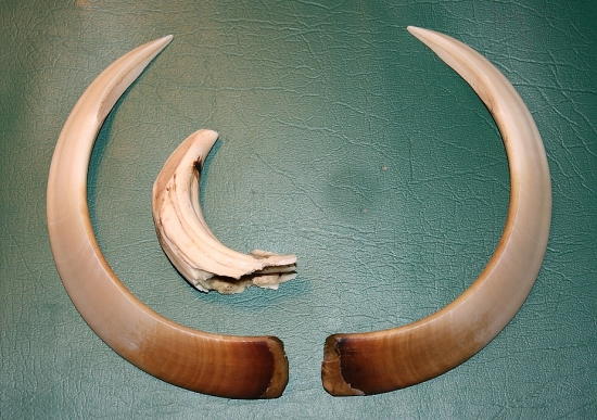 zo včerajšej sánky