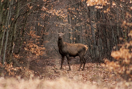 s novou čapicou